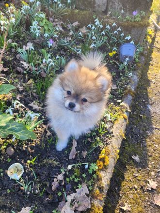 Süße Welpen Minispitz suchen neue Zuhause