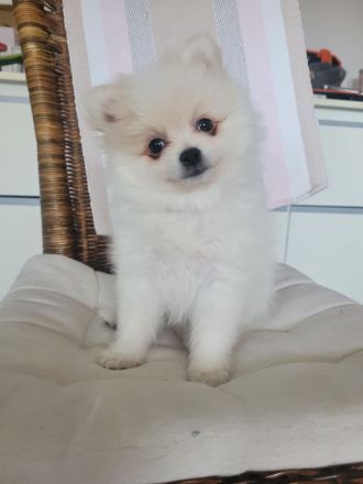 Süße Welpen Minispitz suchen neue Zuhause