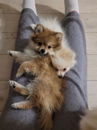 Süße Welpen Minispitz suchen neue Zuhause