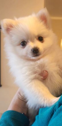 Süße Welpen Minispitz suchen neue Zuhause