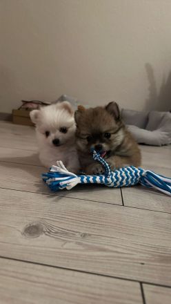 Süße Welpen Minispitz suchen neue Zuhause