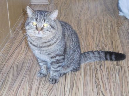 Deckkater Narvic vom Julianenbrunnen mit STB