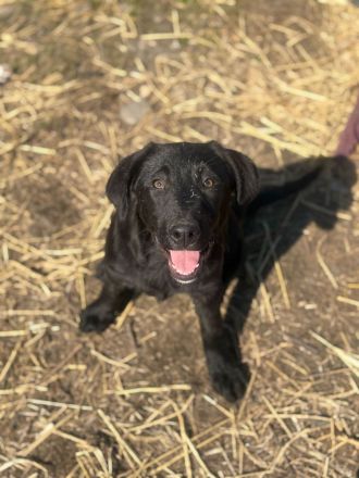 7 süße Welpenbabys- liebevolle Hunde suchen ein Zuhause 🐶💞