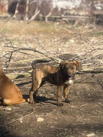 7 süße Welpenbabys- liebevolle Hunde suchen ein Zuhause 🐶💞