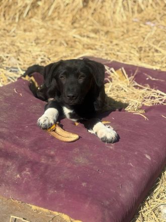 7 süße Welpenbabys- liebevolle Hunde suchen ein Zuhause 🐶💞