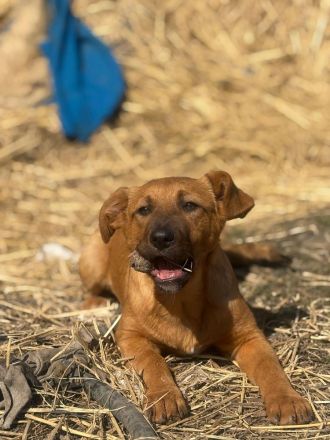 7 süße Welpenbabys- liebevolle Hunde suchen ein Zuhause 🐶💞