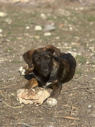 7 süße Welpenbabys- liebevolle Hunde suchen ein Zuhause 🐶💞