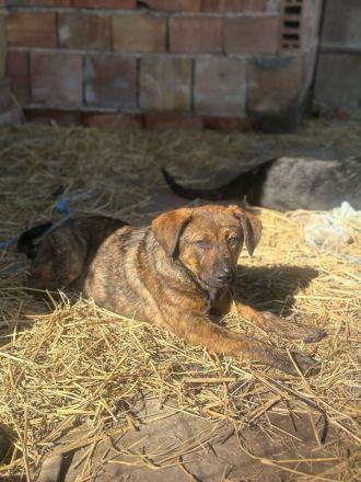 7 süße Welpenbabys- liebevolle Hunde suchen ein Zuhause 🐶💞