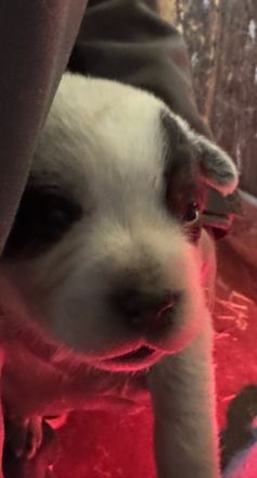 Australian Cattle Dog Welpen