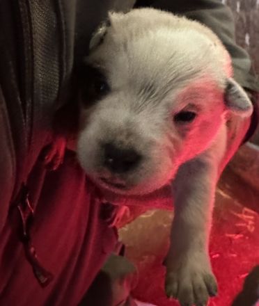 Australian Cattle Dog Welpen