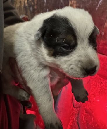 Australian Cattle Dog Welpen