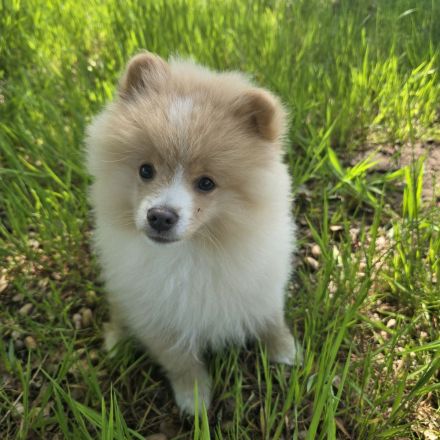 Zwergspitz Pomeranian Welpen