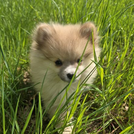 Zwergspitz Pomeranian Welpen