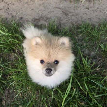 Zwergspitz Pomeranian Welpen