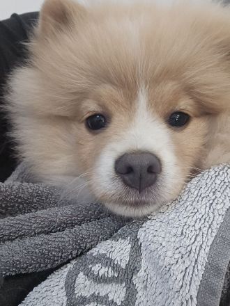 Zwergspitz Pomeranian Welpen