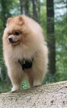 Zwergspitz Pomeranian Welpen