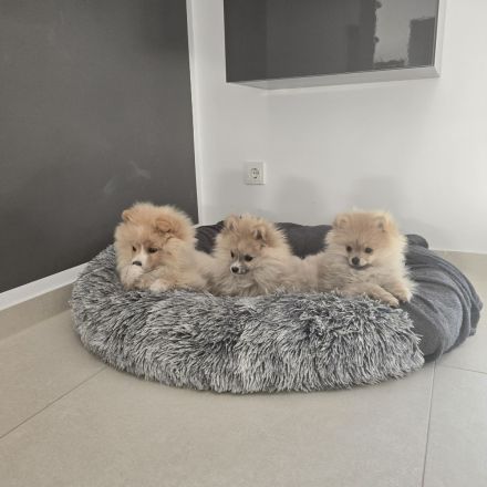 Zwergspitz Pomeranian Welpen