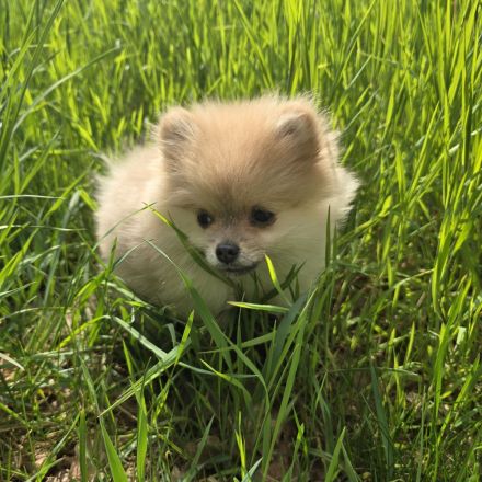 Zwergspitz Pomeranian Welpen