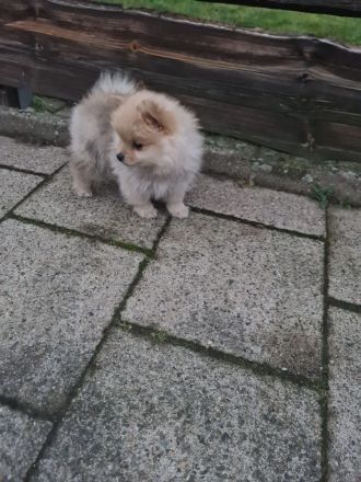 Zwergspitz Pomeranian Welpen