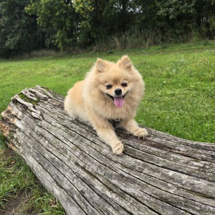 Zwergspitz Pomeranian Welpen