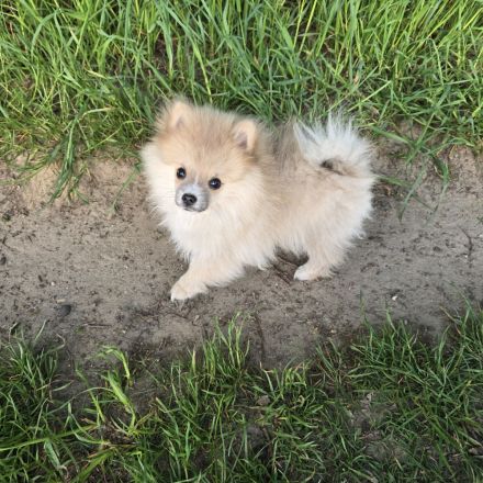 Zwergspitz Pomeranian Welpen