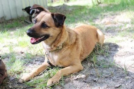 Abby, Beagle Mischling, geb. 2023, liebevolle Hündin sucht geduldiges Zuhause