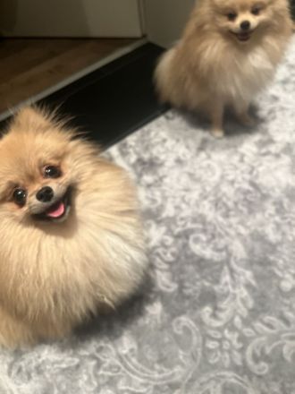 Pomeraian rüde und Weibchen