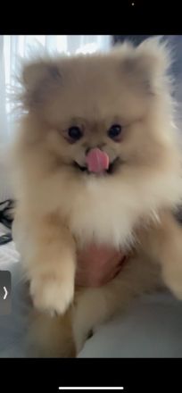 Pomeraian rüde und Weibchen