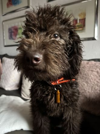 Labradoodle Schoko Lust auf einen neuen Freund