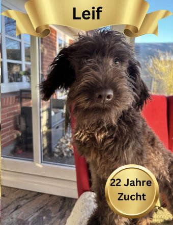 Labradoodle Schoko Lust auf einen neuen Freund
