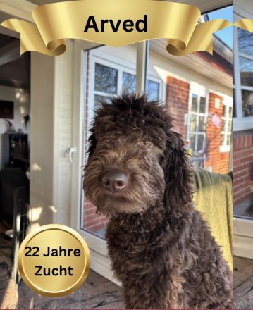 Labradoodle Schoko Lust auf einen neuen Freund