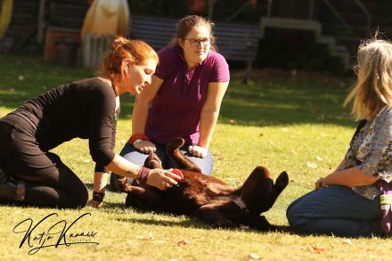 Therapiebegleithund- / Schulhundteam werden?