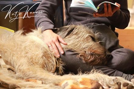 Therapiebegleithund- / Schulhundteam werden?