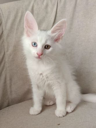 Türkisch Angora Katerchen