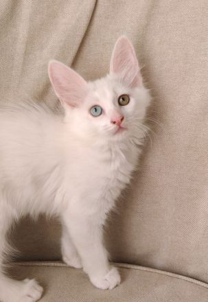 Türkisch Angora Katerchen