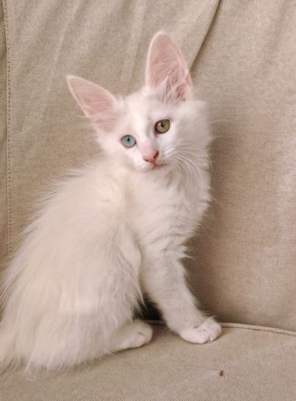 Türkisch Angora Katerchen