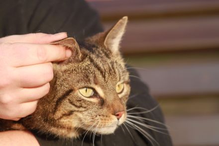 Hundetrainer oder Katzenverhaltensberater werden?