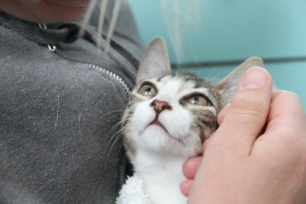 Hundetrainer oder Katzenverhaltensberater werden?