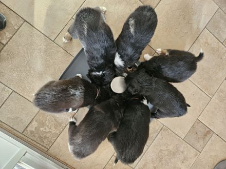 Australian shepherd Welpen