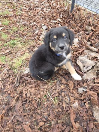 Australian shepherd Welpen