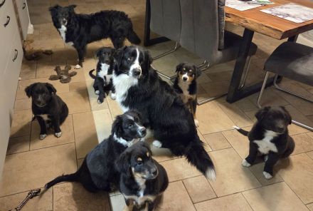 Australian shepherd Welpen