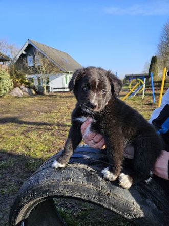 Australian shepherd Welpen