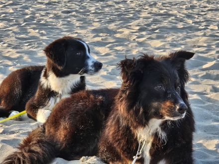 Australian shepherd Welpen