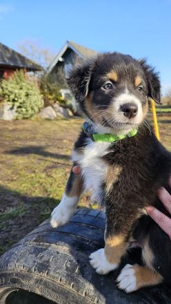 Australian shepherd Welpen