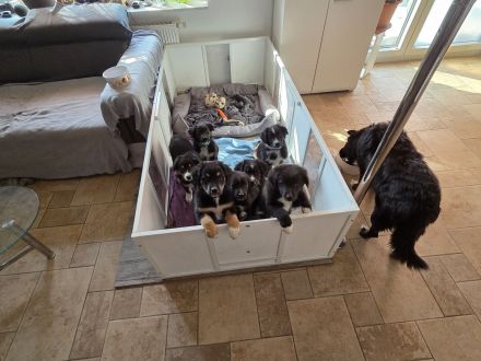 Australian shepherd Welpen