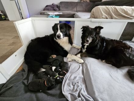 Australian shepherd Welpen