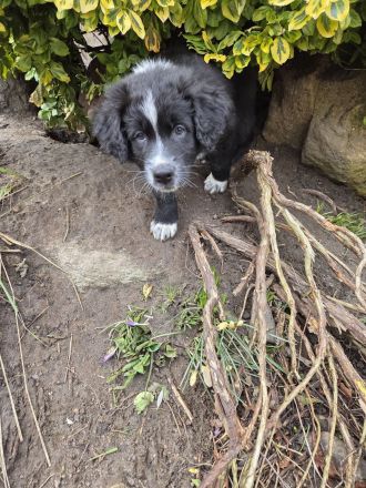 Australian shepherd Welpen