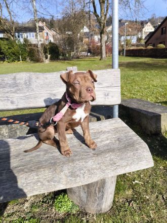 American Bully XL ABKC