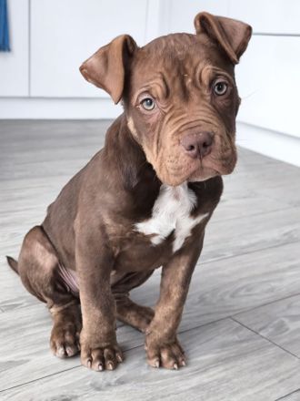 American Bully XL ABKC