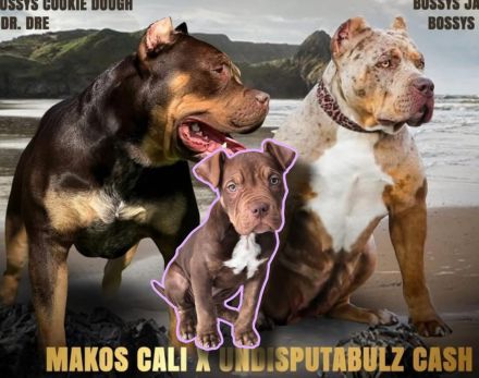 American Bully XL ABKC